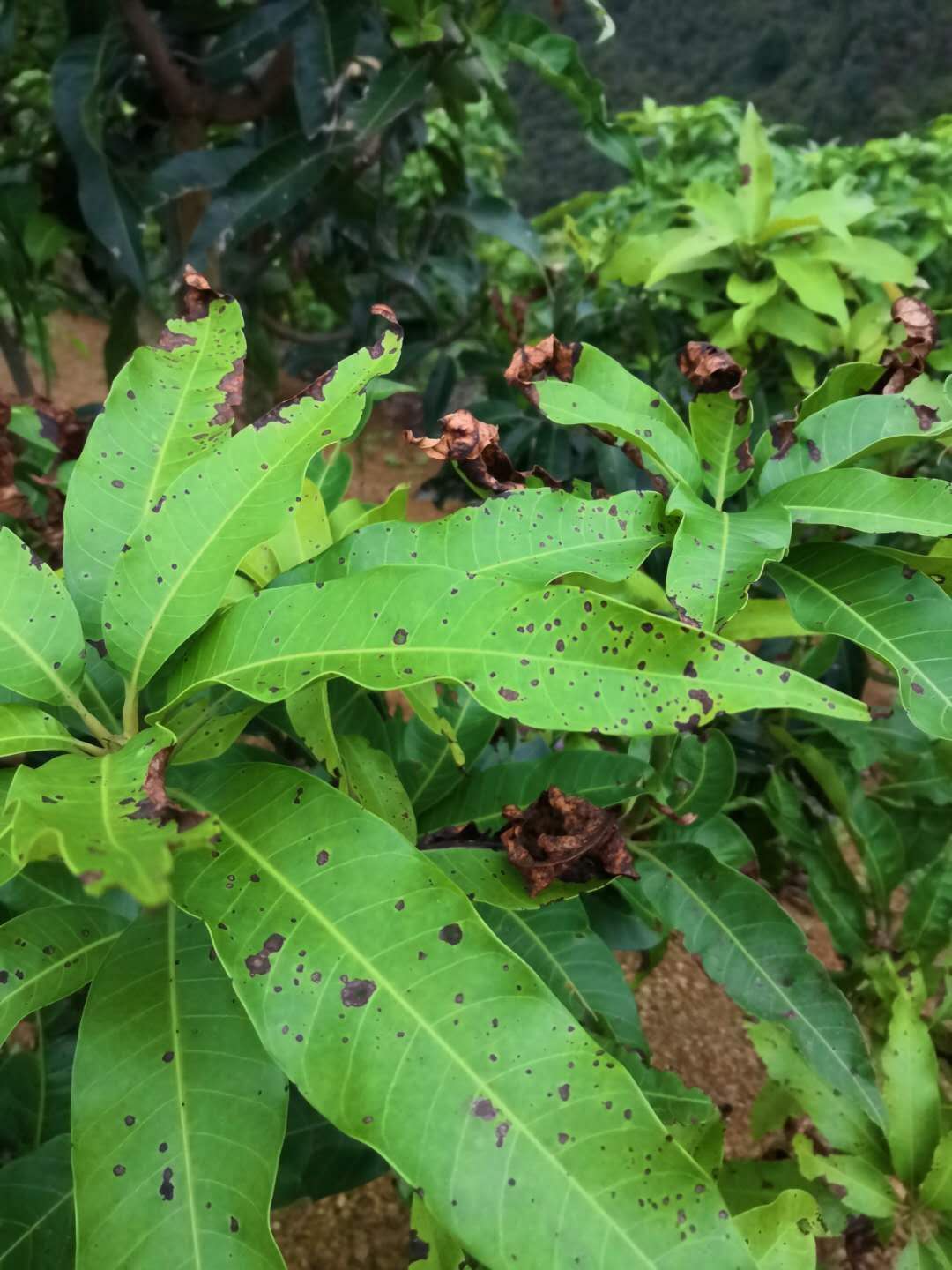 芒果花期炭疽病图片图片