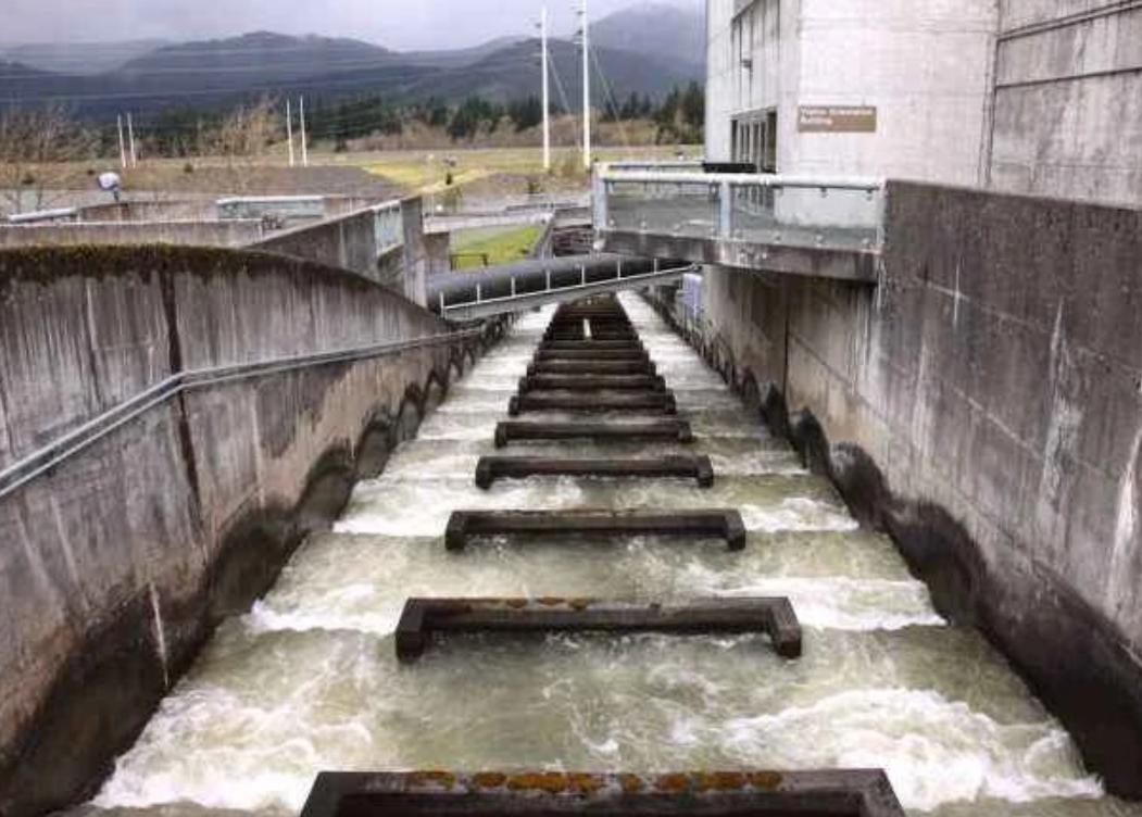 跋涉飞跃一万多英里,一些洄游鱼类也会从长江黄河的上游回溯到下游