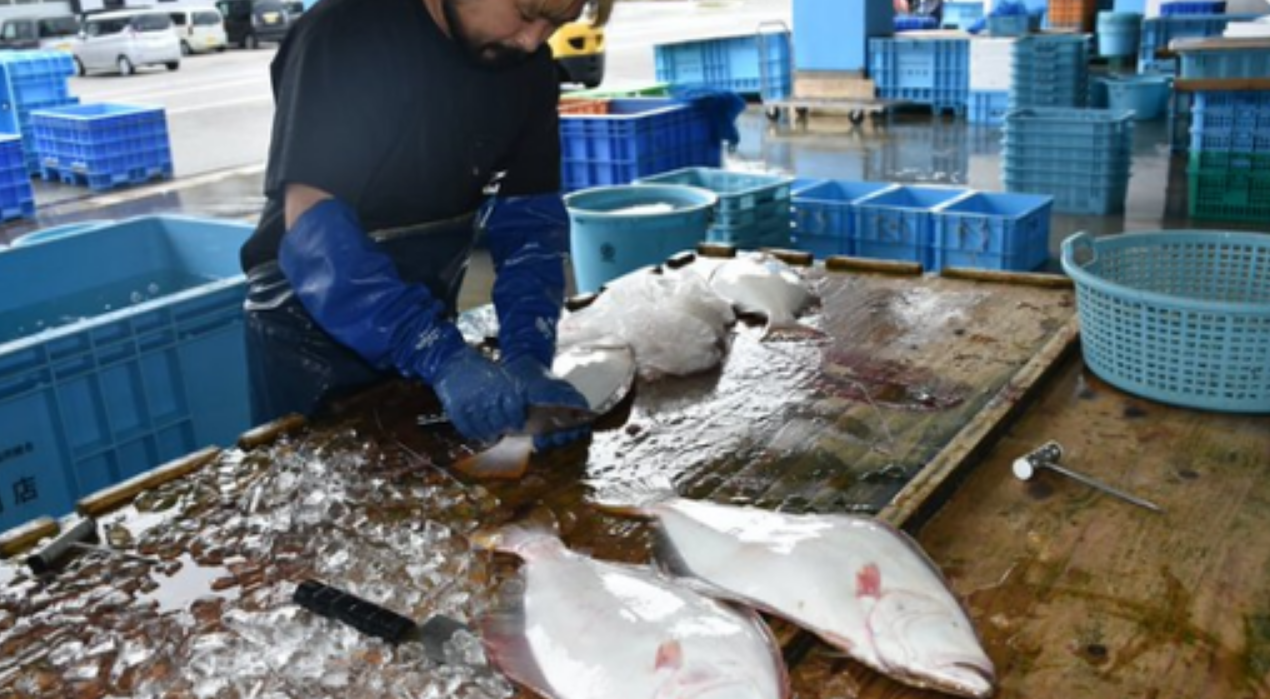 向普通消費(fèi)者出售“福島鮮魚(yú)”？果然，日本還是走出了這一步