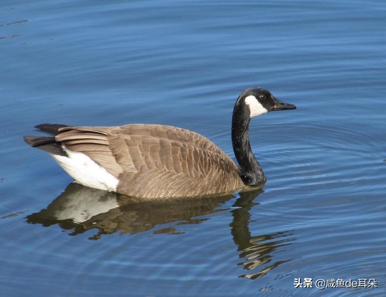 åŠ æ‹¿å¤§é¹…çš„è¶…çº§å°´å°¬ å¤§è¡—ä¸Šéƒ½æ˜¯æˆ'çš„ç¾½ç»'æœ æˆ'å´æ²¡å–å‡ºå‡ ä»¶ æ–°åŽä¾¨ç½'