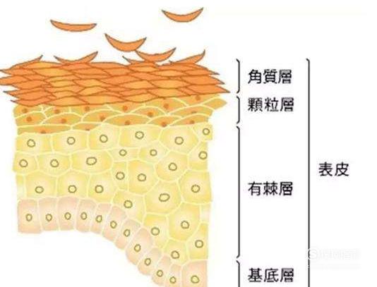 皮肤的基本结构！-第4张图片-农百科