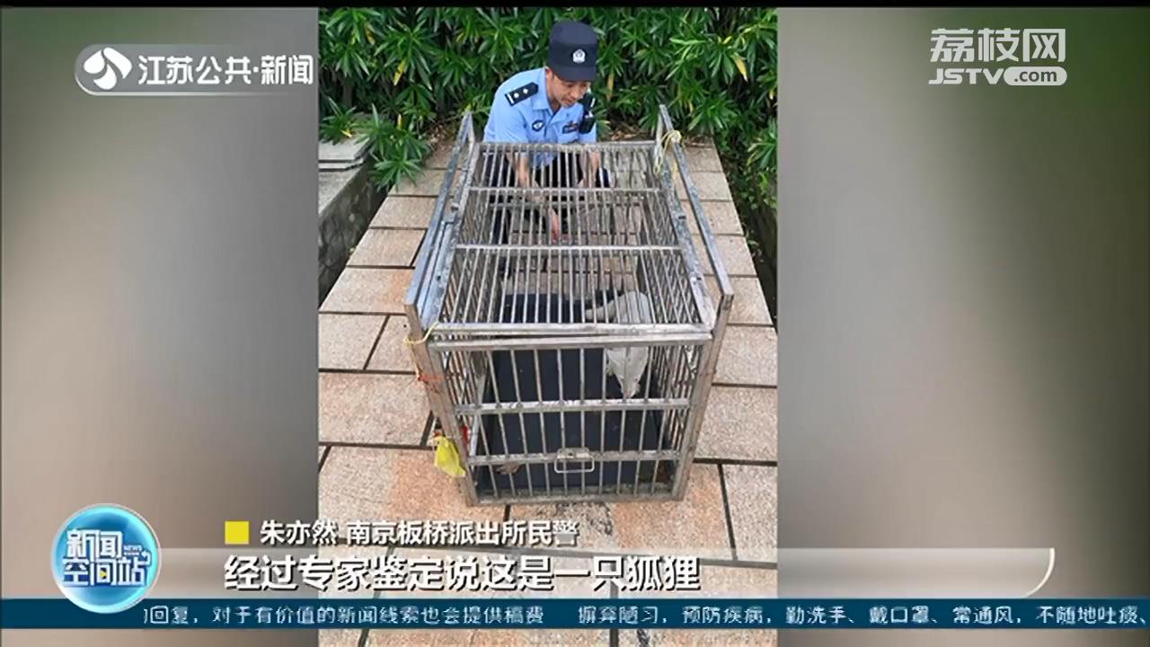 报警！小区里有流浪狗扰民 抓捕！原来是只狐狸