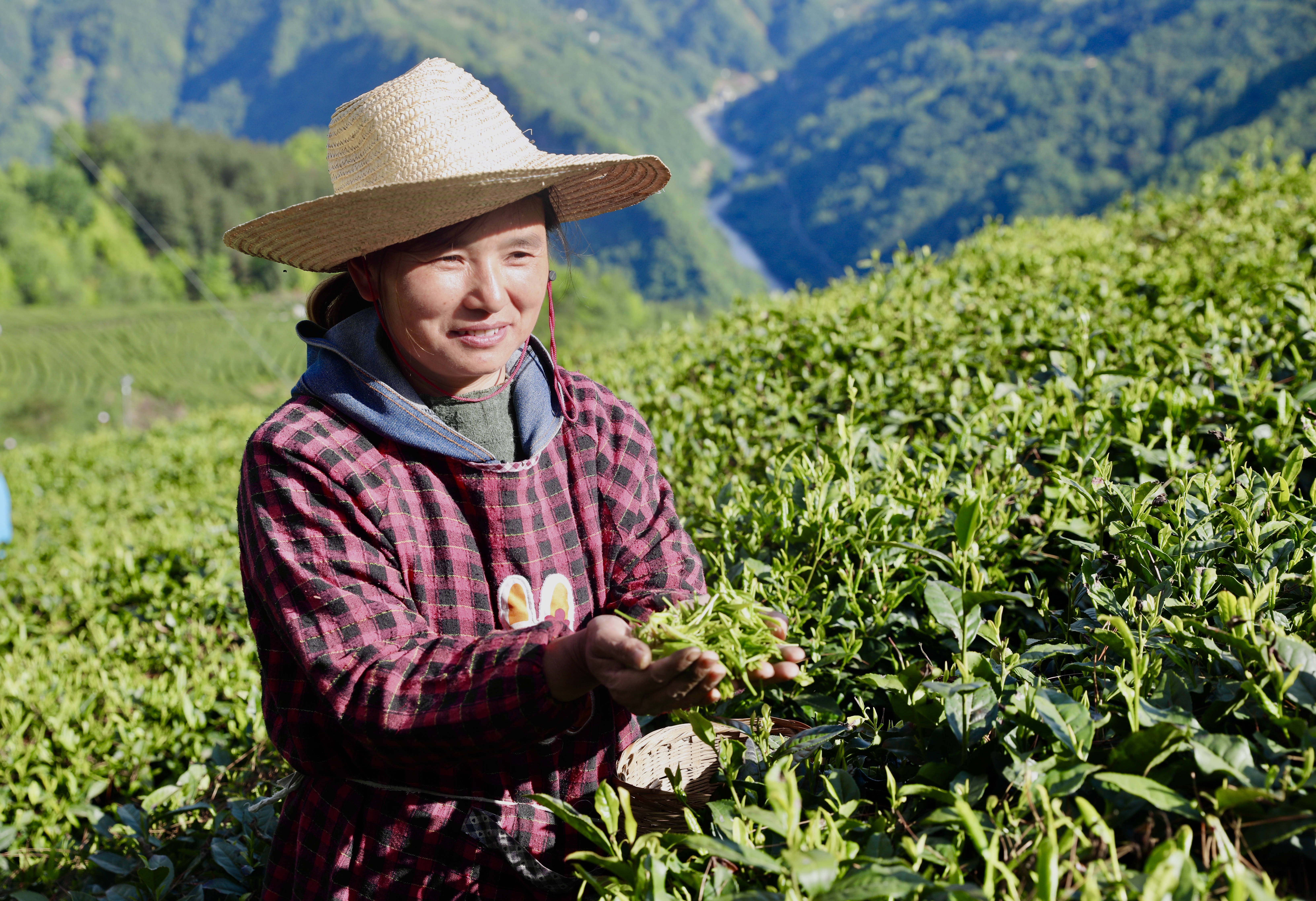 生態(tài)鎮(zhèn)巴，名茶之鄉(xiāng)，在鎮(zhèn)巴最美茶園采茶、品茗、觀(guān)云海