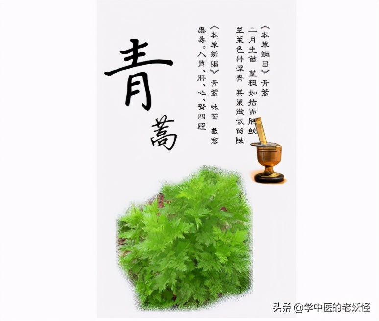 每日一中药 青蒿