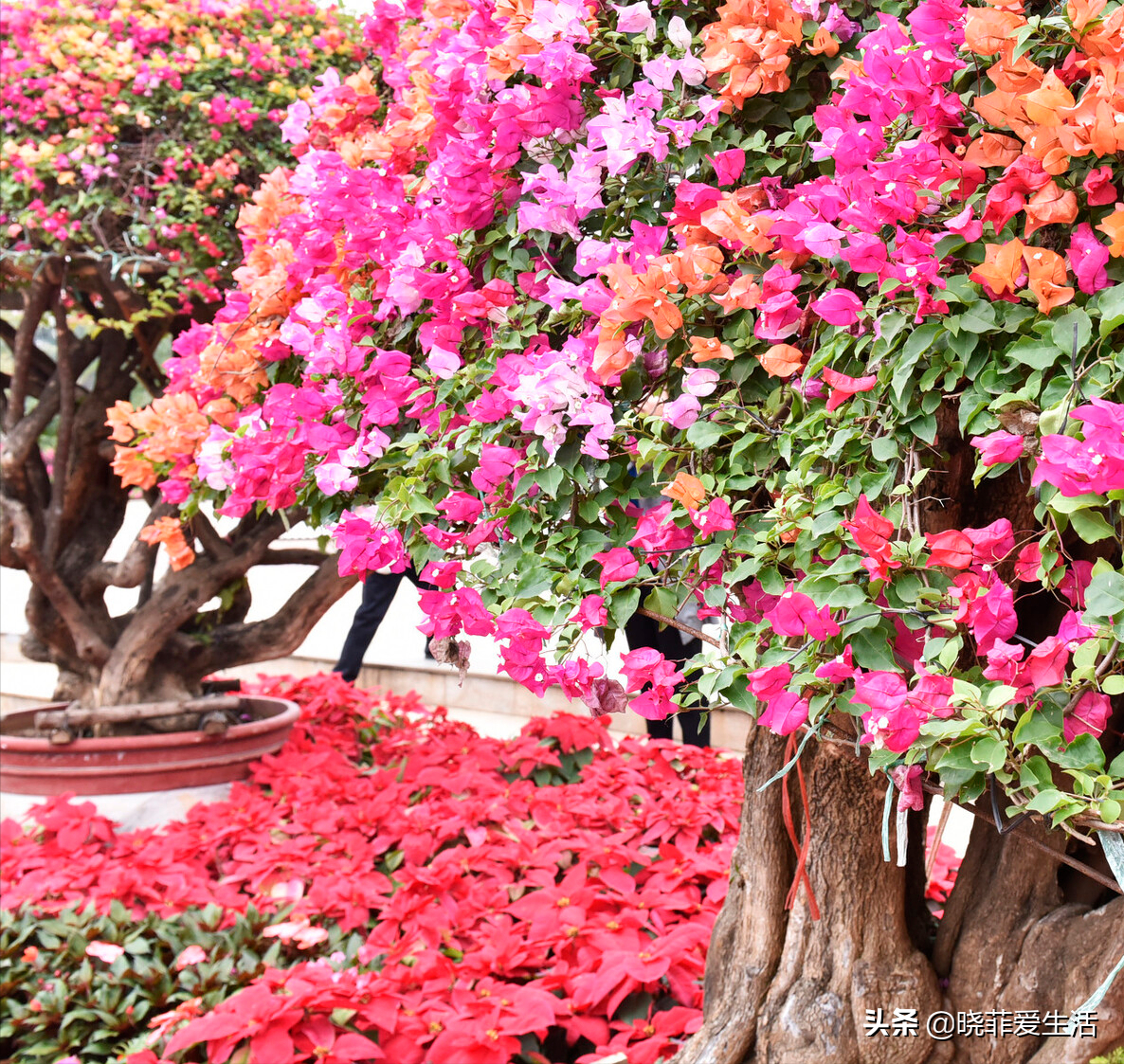 3種花不怕熱 耐曬更耐旱 越曬長得越旺 開花越鮮豔 曉菲愛生活 Mdeditor