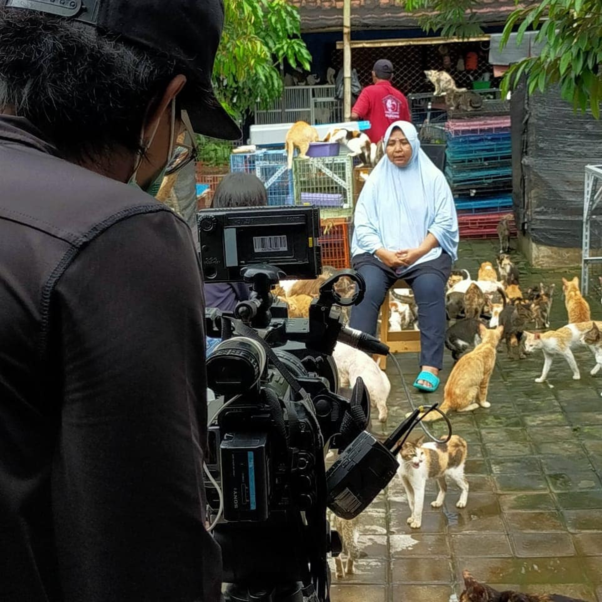 救助400只猫咪，却被恶行逼迫搬家3次，她指出流浪猫最大问题