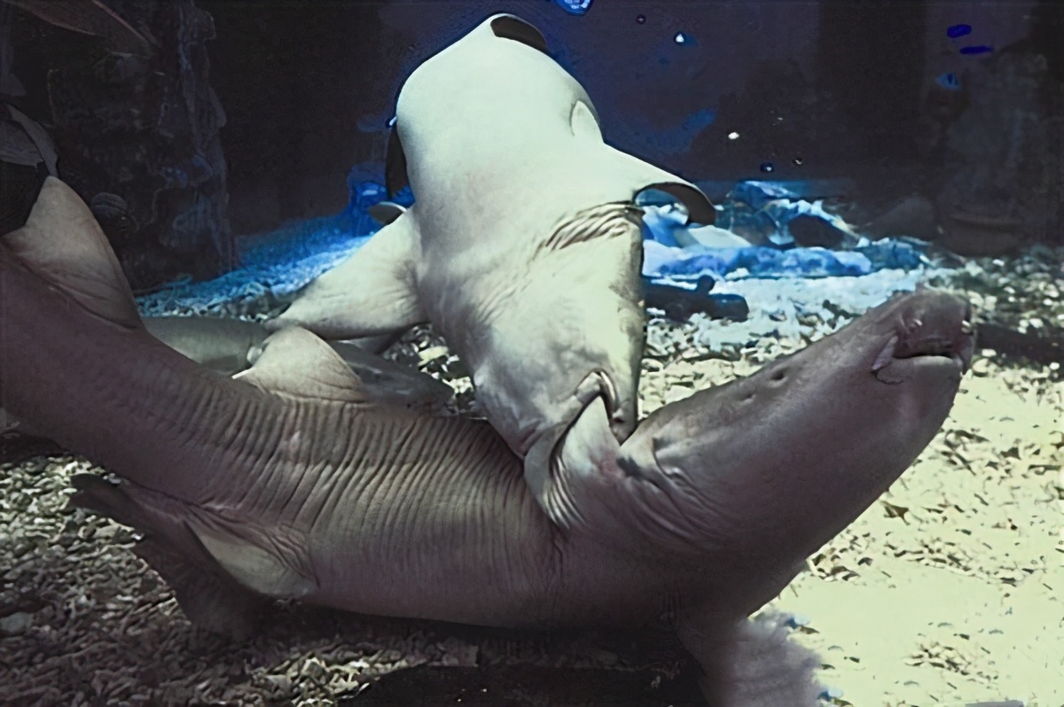 鲨鱼有两个生殖器官，它们怎么完成交配