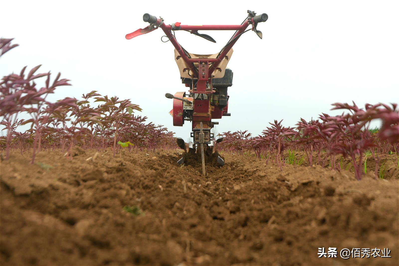 微耕机被誉为当代“铁牛”，迅速在农村普及，未来潜力不可小觑