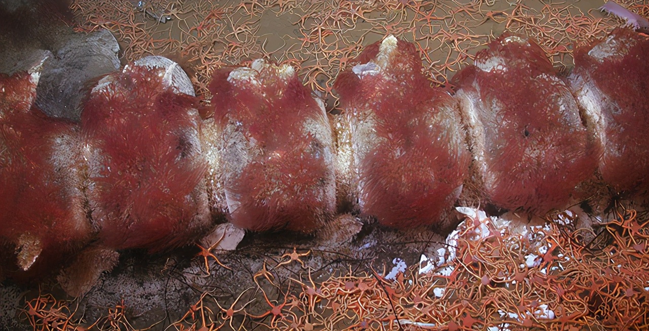 海底最奇特的共生关系，隐鱼为什么喜欢往海参的后面钻？