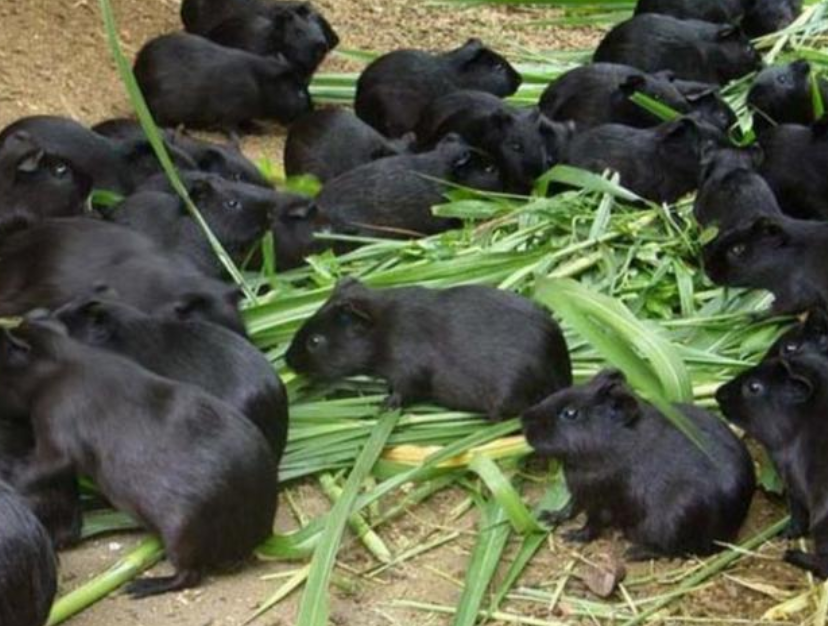 养什么赚钱利润高?有哪些特色养殖项目是比较赚钱的 - 免费seo诊断咨