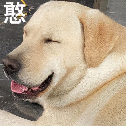 狗子躺地上打滚撒泼，可不仅仅是卖萌这么简单哦