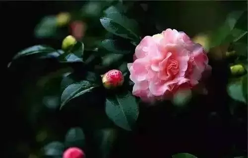 全國(guó)56個(gè)城市的市花，你是否全都了解？