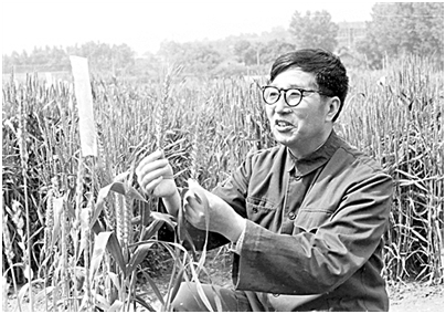 “杂交小麦之父”李振声：曾让小麦产量超越水稻，现年90岁高龄