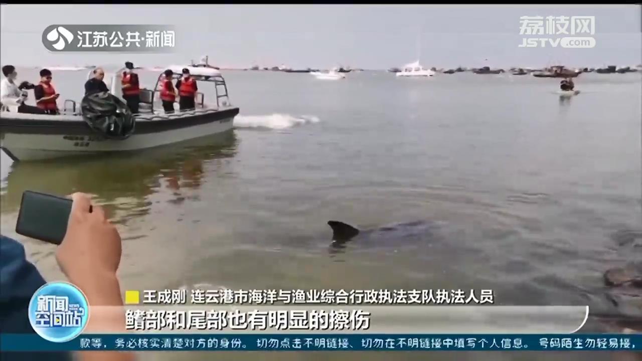 500斤伪虎鲸搁浅连岛 连云港渔政部门紧急救助
