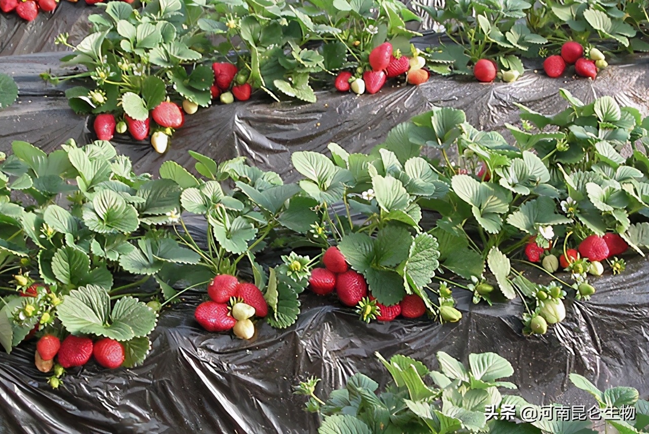 阳台盆栽草莓种植技巧，掌握4点，盆盆爆满，果实挂满枝，简单易学 - 哔哩哔哩