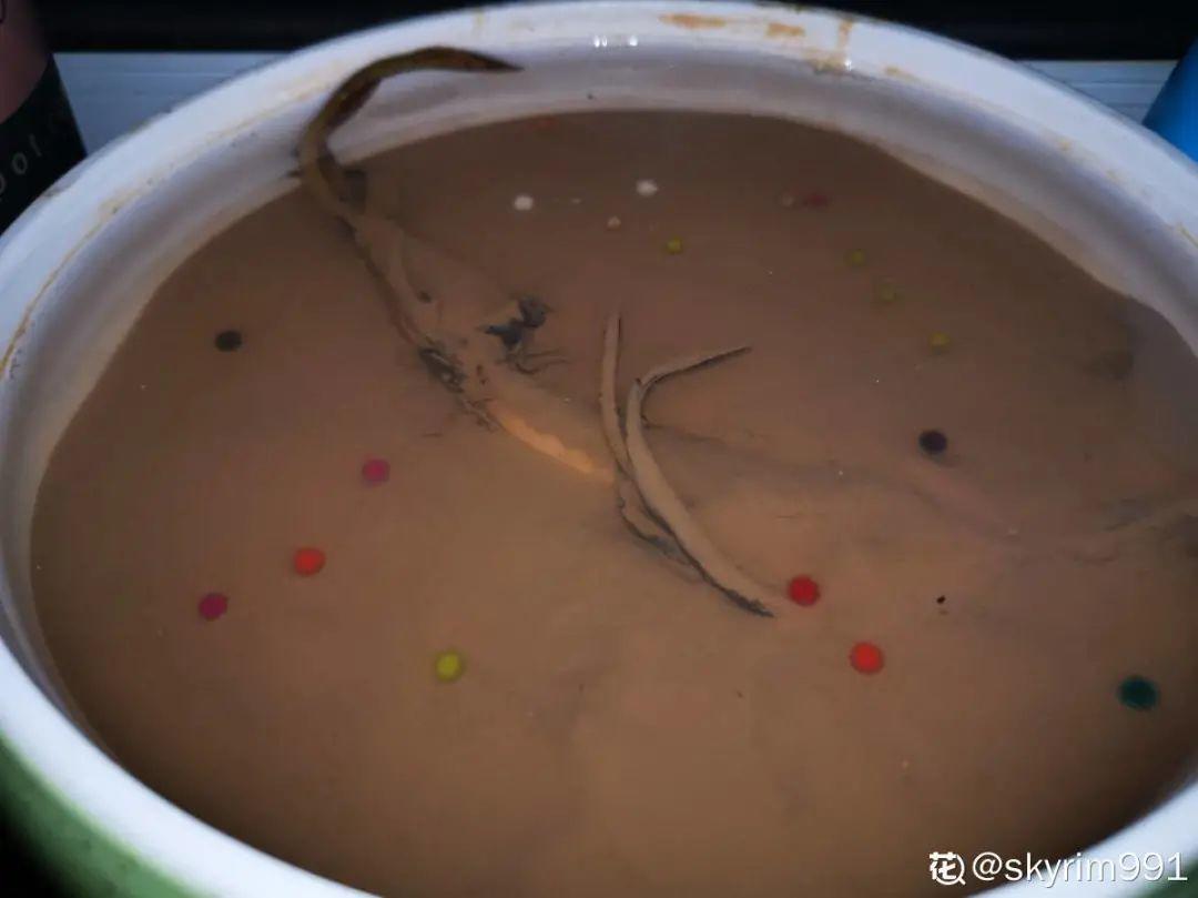 純水養花長不大，加點泥巴土，長滿新葉子
