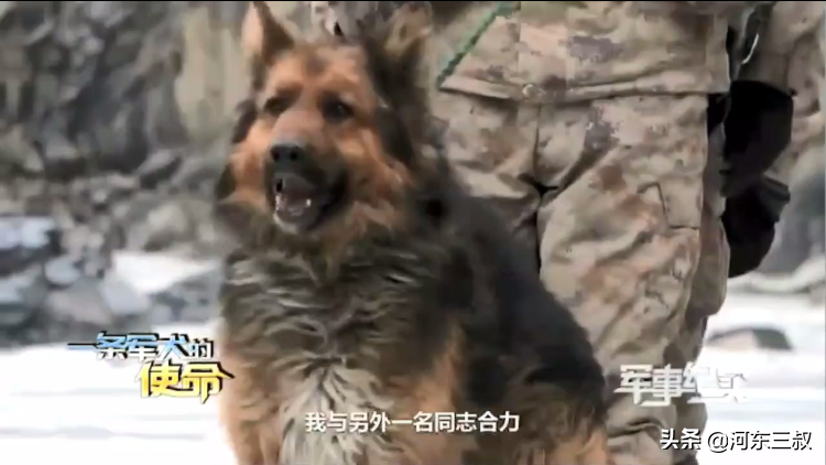 中印邊境沖突，表現神勇的軍犬叫毛毛，曾被印軍石頭砸傷