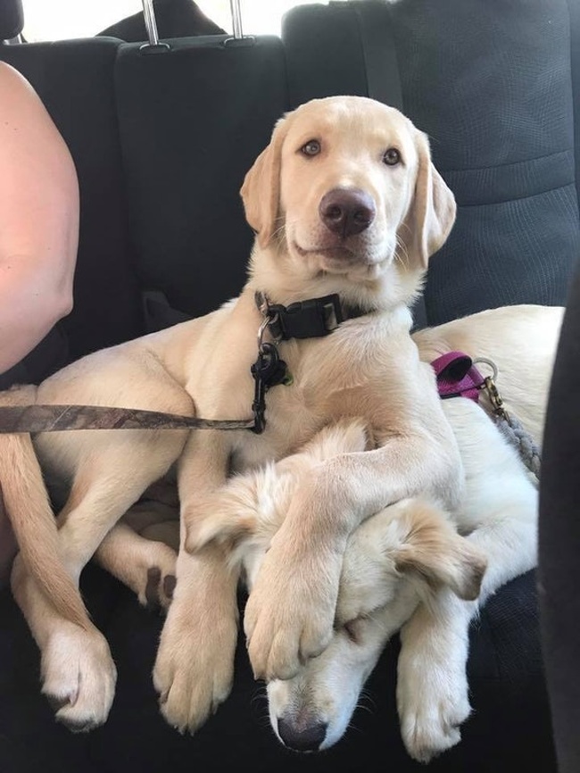 20張狗狗搞笑圖片，趕快給勞資刪了，我不要面子的啊