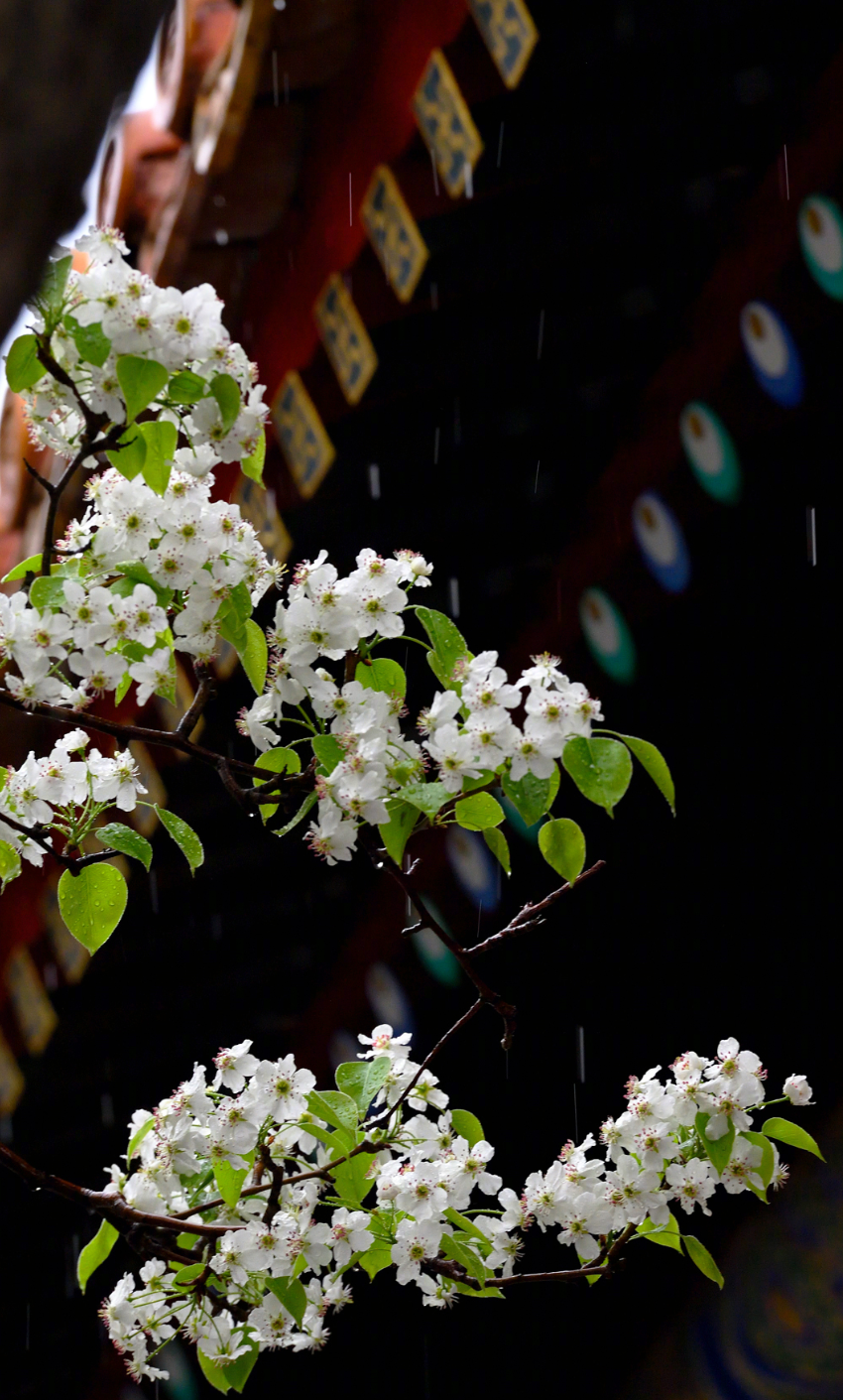 二月二 花朝节，愿你不负花时，共赴一场春日的花开盛宴