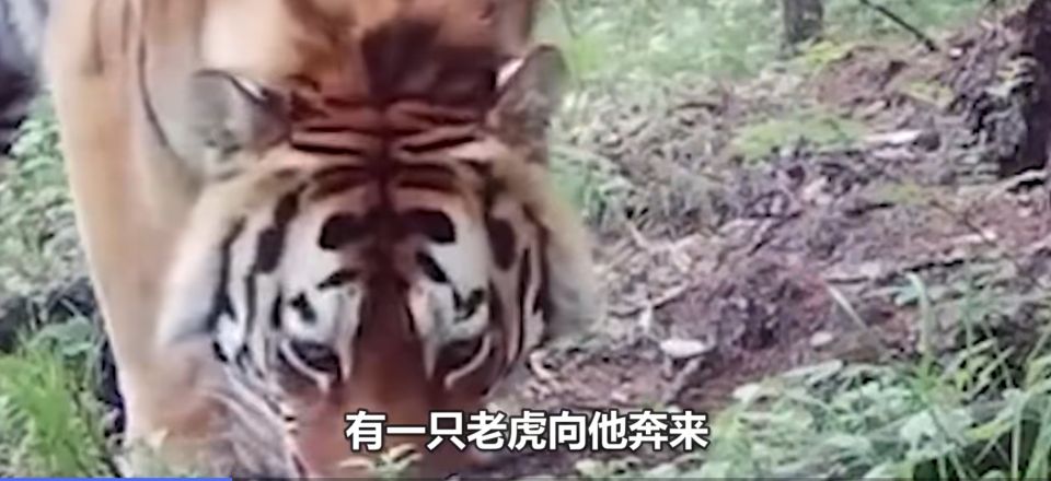 深山遇猛虎，黑龍江一老漢與虎兩米對峙，教科書般操作后全身而退