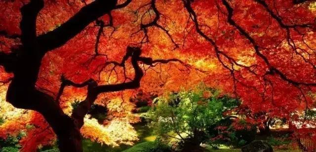 描写秋天的诗有哪些，赞美秋景之美的30首古诗词