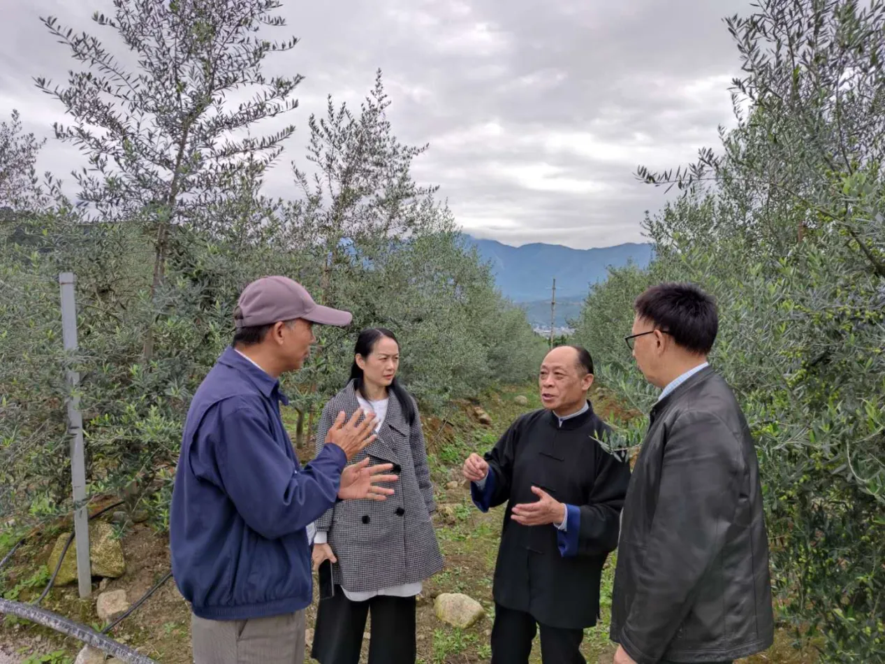 扶贫攻坚大凉山 冕宁县橄榄油产业优势凸显迎来发展新机遇