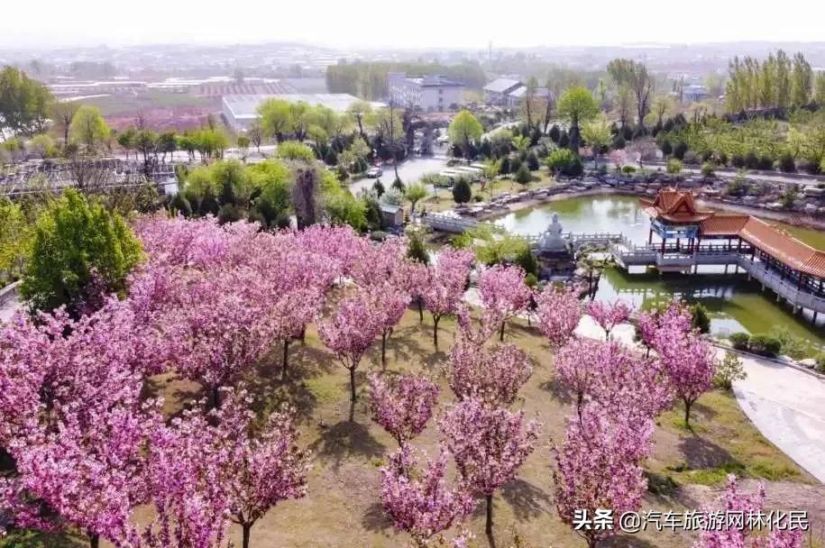 沂蒙马泉休闲园万亩樱桃花开，门票免费送啦