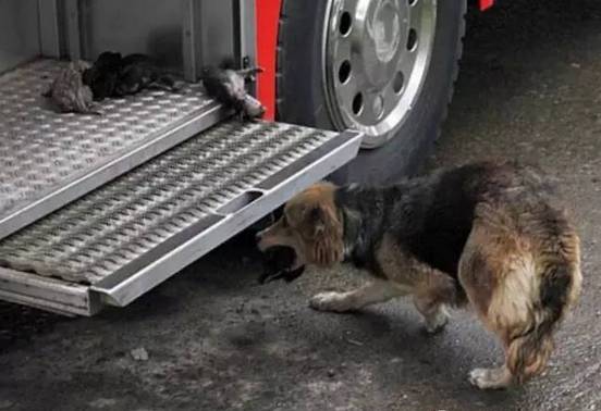 母狗用生命从大火中救出5只幼犬，真正的母爱，是不分物种的