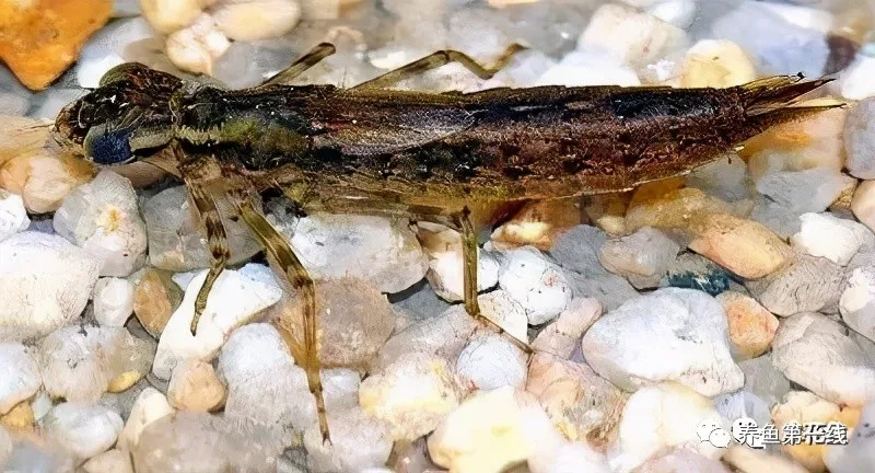 蜻蜓幼虫——水虿:吃鱼凶猛,称为“水中老虎”,喻为“吃鱼虎”