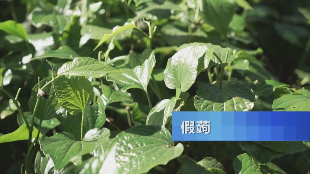 品肇庆裹蒸粽、雷州鸭乸粽、开平驸马粽，探寻