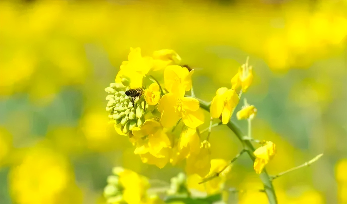 霸屏朋友圈德陽這片油菜花海美到爆