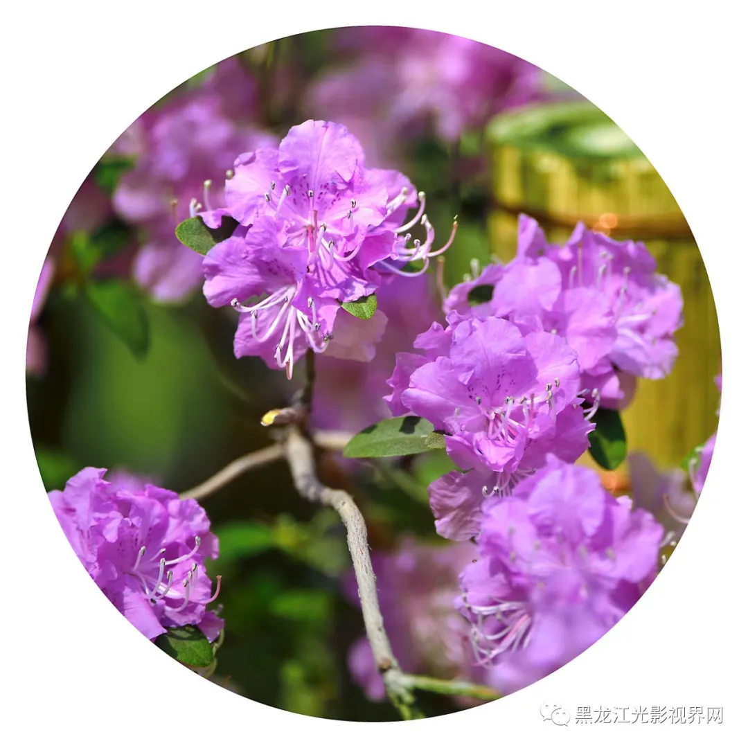 五月的鲜花再次“绽放”,你来了吗?