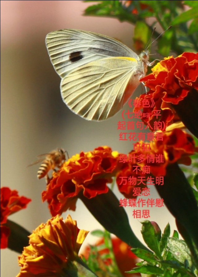 写给春天的情诗！-第5张图片-非凡网
