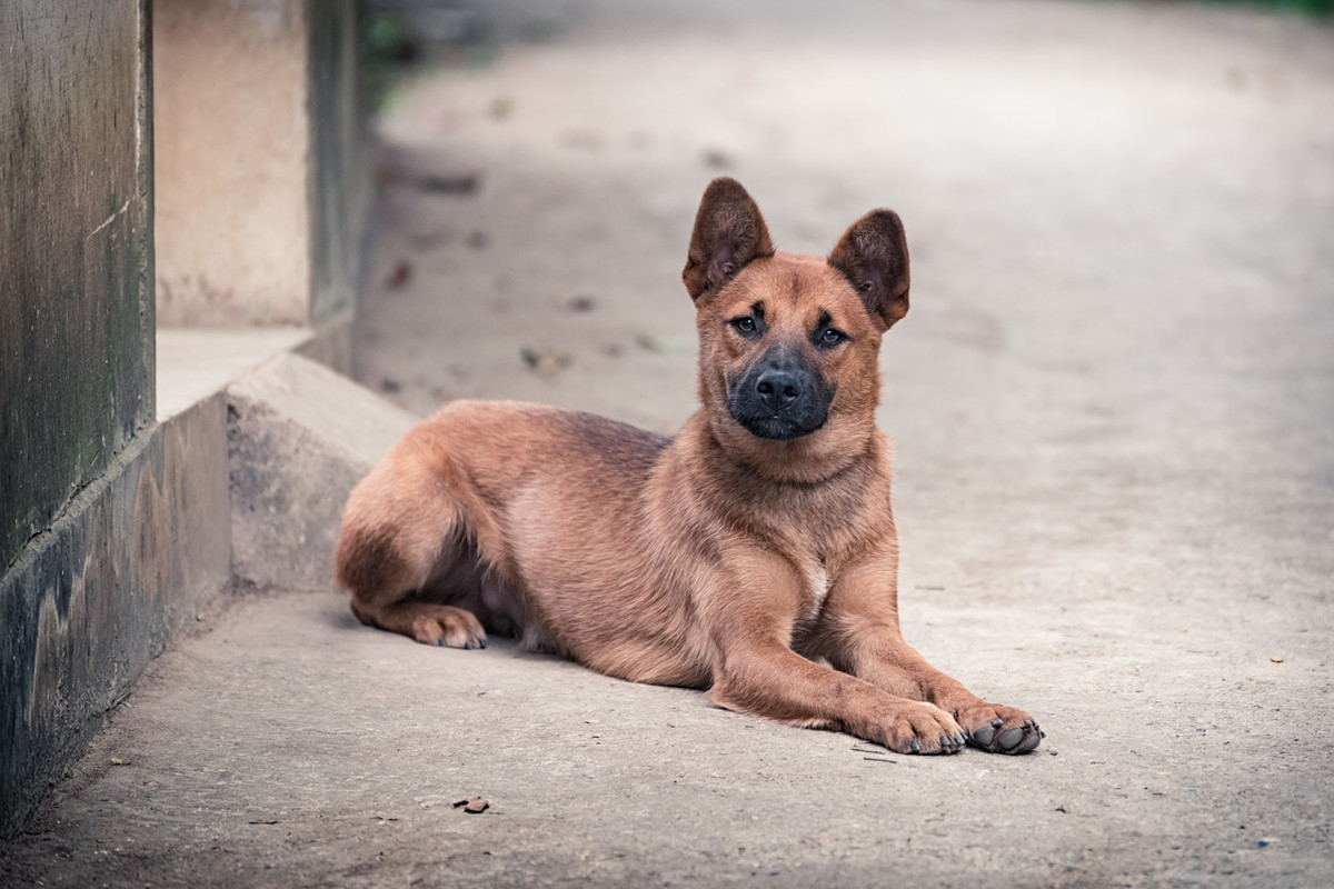 东北虎狗犬成年犬图片图片