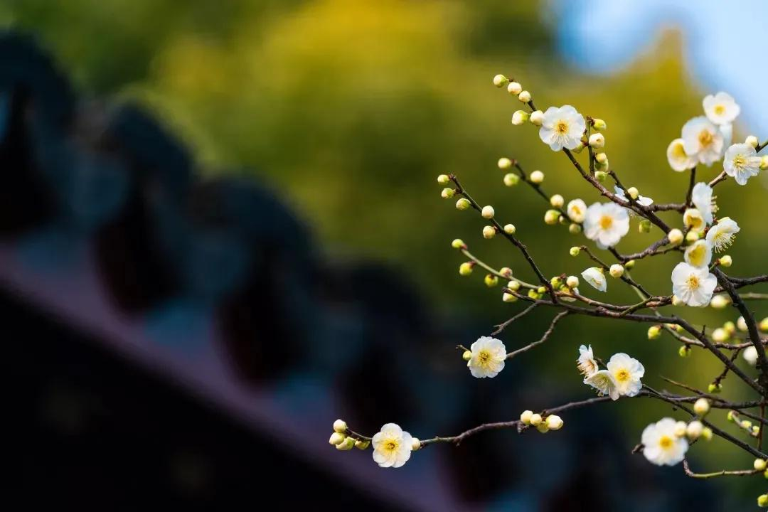 二十四节气｜惊蛰