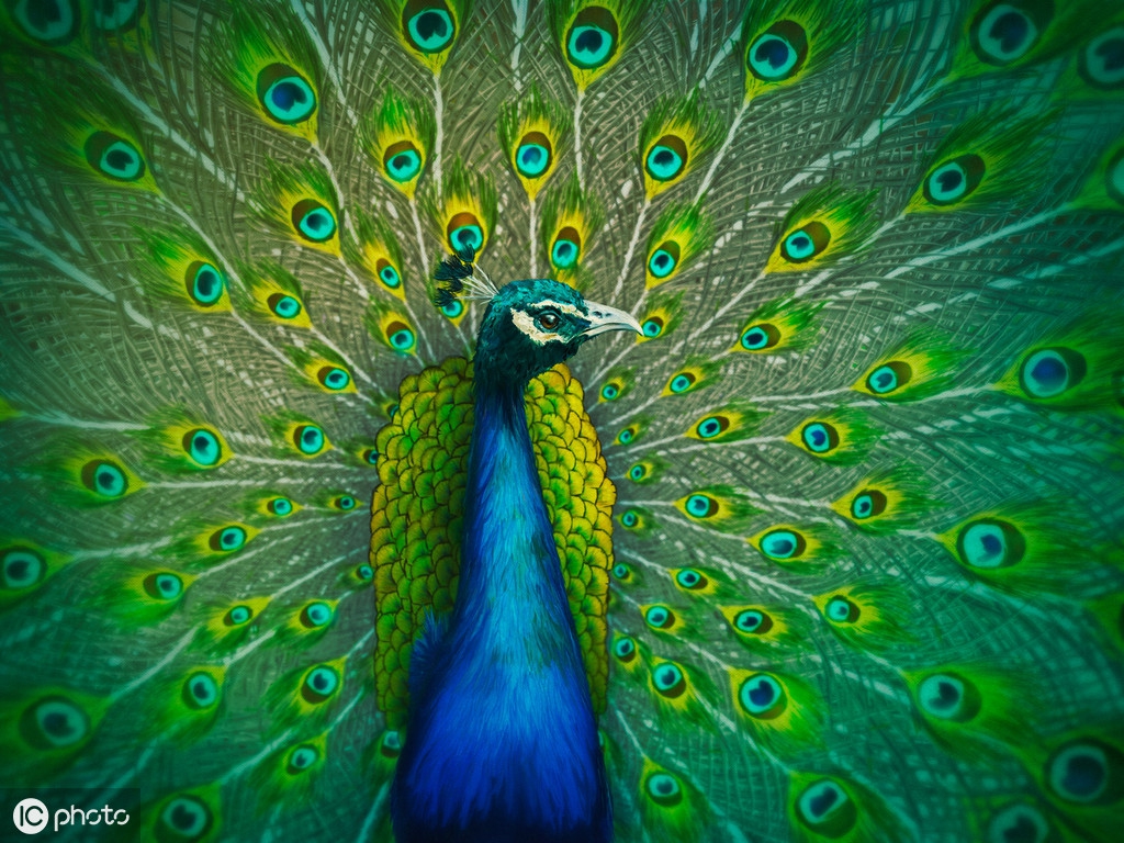 孔雀的寓意是什么意思(象征吉祥幸福的美丽的鸟)