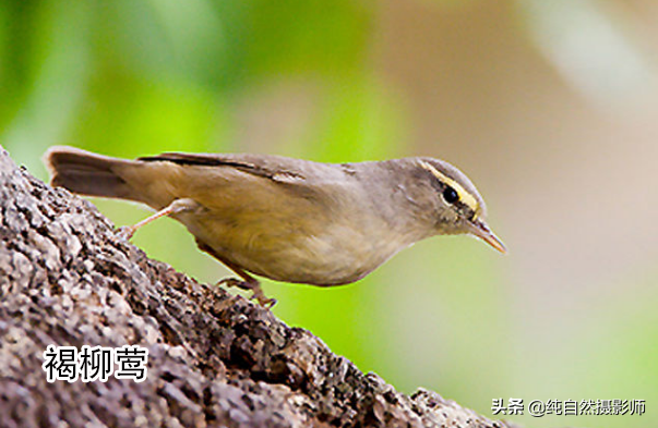 莺科 中国最小鸟类也是叫声最好听鸟类49种您认识几种？