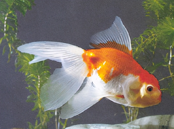 五鳍相逢:棕色高头翻鳃:紫高头球:玉印头球:花高头球:红文鱼球:红虎头