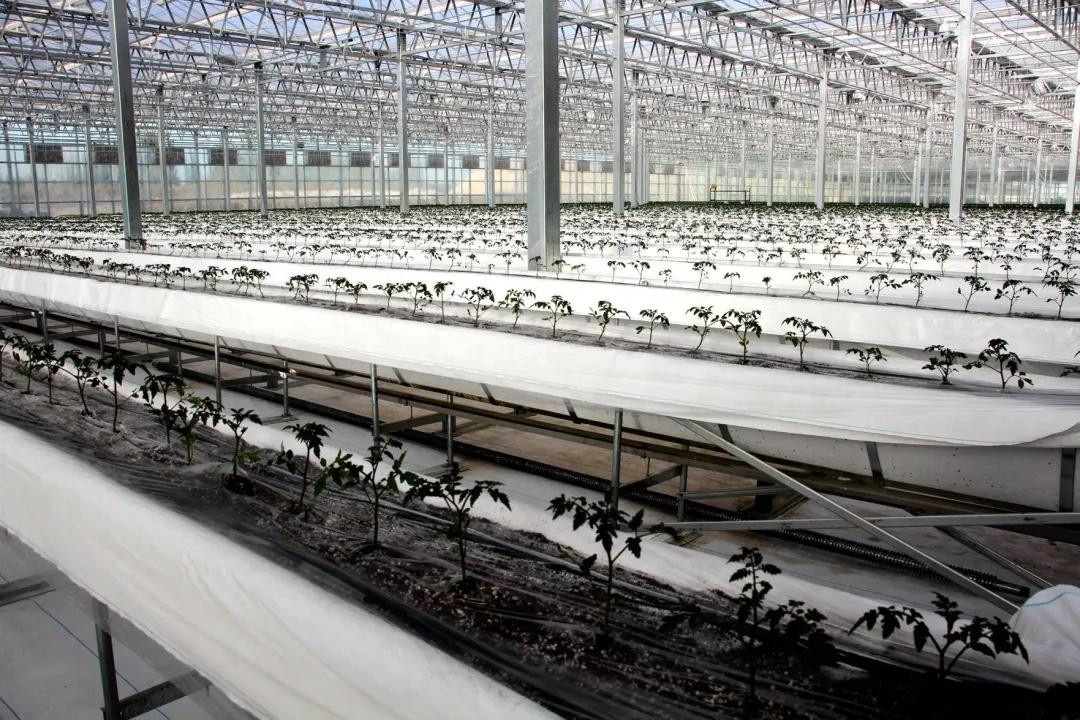 智能温室大棚引领蔬菜产业走向优质高效