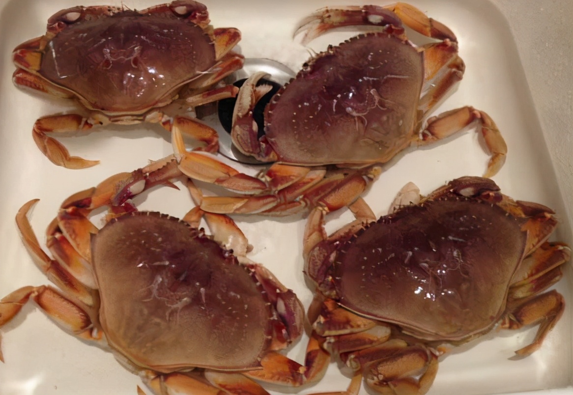 蟹类图集_淡水两栖_西南渔业网 水花鱼 水产养殖专业