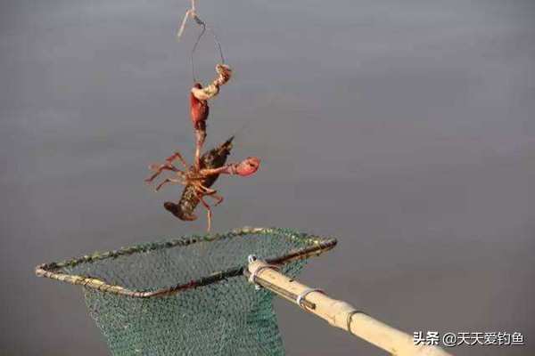 小龙虾的垂钓技巧,带娃必学的“神技”