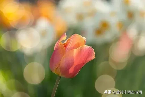中国十大婉约诗词，每一首都能打动你的心怀-第6张图片-非凡网
