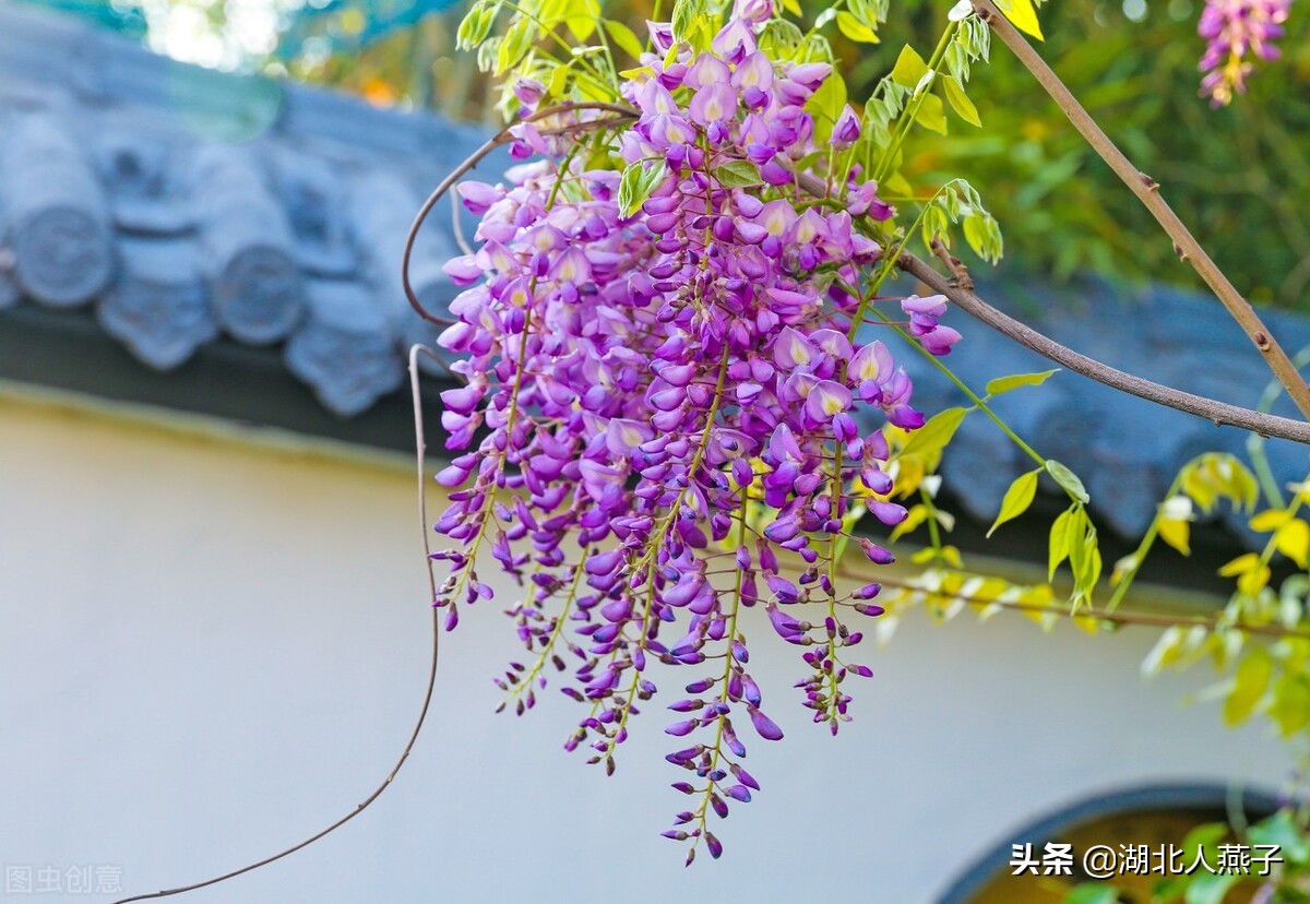 春天挖野菜，送你70种野菜图片大全，教你认识不同的野菜和吃法