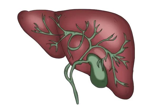 告诉你转氨酶高的真正原因.怎样才能保护好你的肝功能呢？