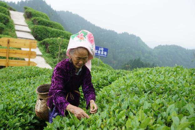 喜茶携手支付宝开启消费捐 爱心助力贵州雷山茶农