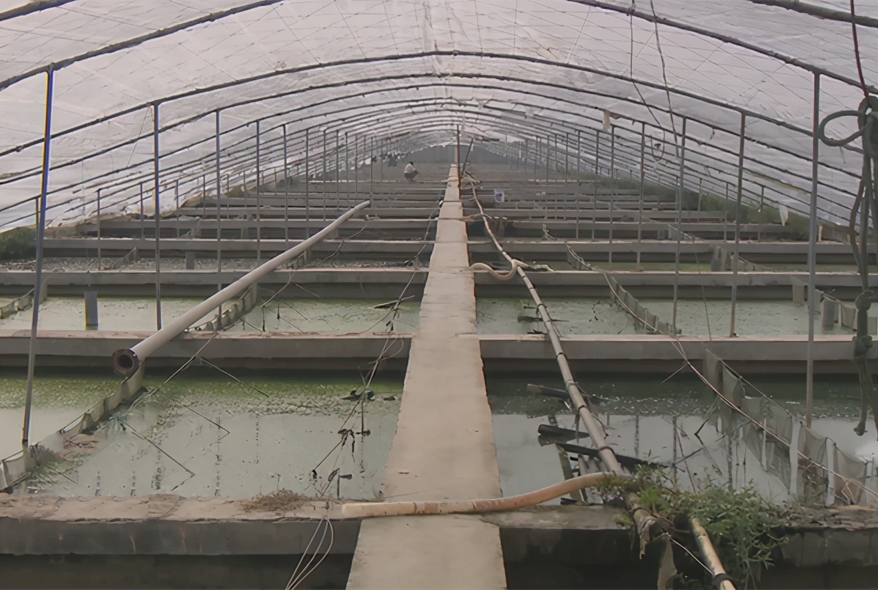 温室大棚加野外池塘的养鳖养殖模式_淡水两栖_西南渔业网 水花鱼 水产