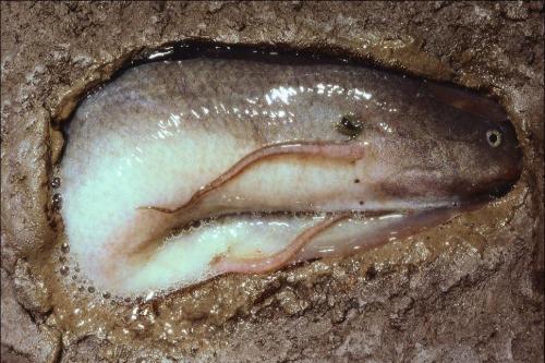 非洲“不死鱼”：不吃不喝可在土里睡4年，却被当地人挖到快灭绝