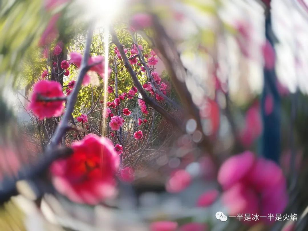 随笔：所有的得到和拥有，都曾经奋不顾身过-第2张图片-非凡网