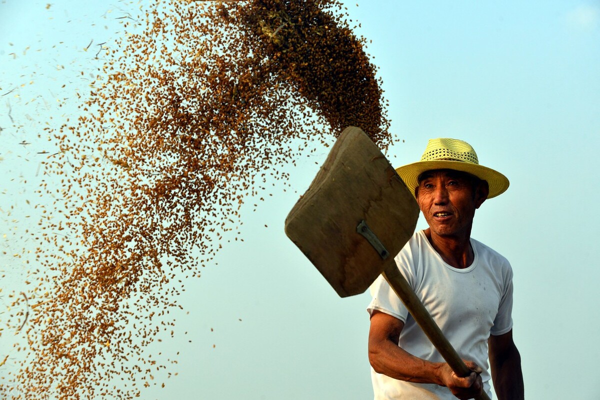 玉米博弈激烈，3个坏消息，5月继续跌？大豆下跌，附最新粮食价格