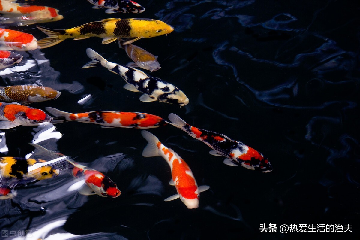 錦鯉怎樣養出彩 如何養出重墨重緋 注意七點 你也能成為高手 熱愛生活的漁夫 Mdeditor